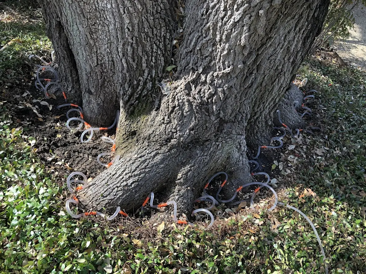 Detailed Tree Cabling and Bracing job site in Lockport